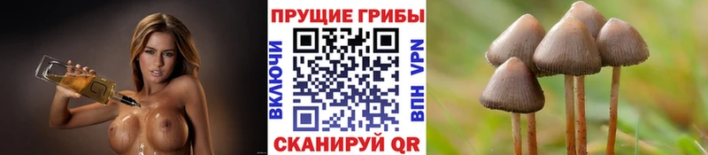 как найти закладки  Кировск  Псилоцибиновые грибы ЛСД 